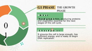 CChheecckkppooiinntt
G1 PHASE THE GROWTH
PHASE
WWhhaatt
hhaappppeennss??
The cell grows in size, producing proteins
and organelles essential for the next
stages of the cell cycle.
It ensures the cell is large enough, has
sufficient energy, and is ready to begin
DNA replication.
0
1
 