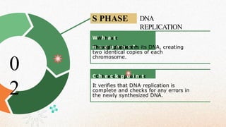 CChheecckkppooiinntt
S PHASE DNA
REPLICATION
WWhhaatt
hhaappppeennss??
The cell duplicates its DNA, creating
two identical copies of each
chromosome.
It verifies that DNA replication is
complete and checks for any errors in
the newly synthesized DNA.
0
2
 
