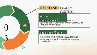 G2 PHASE QUALITY
CONTROL
The cell continues to grow and
synthesizes molecules like microtubules
needed for division.
It detects and repairs DNA damage,
ensuring the cell is ready to proceed
to mitosis.
0
3
CChheecckkppooiinntt
WWhhaatt
hhaappppeennss??
 