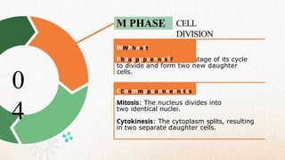 M PHASE CELL
DIVISION
The cell enters the final stage of its cycle
to divide and form two new daughter
cells.
Mitosis: The nucleus divides into
two identical nuclei.
Cytokinesis: The cytoplasm splits, resulting
in two separate daughter cells.
0
4
CCoommppoonneennttss
WWhhaatt
hhaappppeennss??
 
