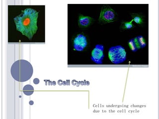 The Cell Cycle Cells undergoing changes due to the cell cycle 