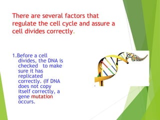 There are several factors that 
regulate the cell cycle and assure a 
cell divides correctly. 
1.Before a cell 
divides, the DNA is 
checked to make 
sure it has 
replicated 
correctly. (If DNA 
does not copy 
itself correctly, a 
gene mutation 
occurs. 
 