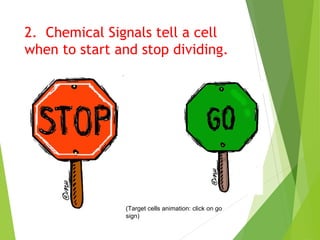 2. Chemical Signals tell a cell 
when to start and stop dividing. 
(Target cells animation: click on go 
sign) 
 