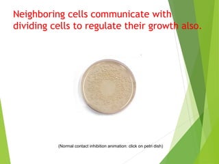 Neighboring cells communicate with 
dividing cells to regulate their growth also. 
(Normal contact inhibition animation: click on petri dish) 
 