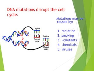 DNA mutations disrupt the cell 
cycle. 
Mutations may be 
caused by: 
1. radiation 
2. smoking 
3. Pollutants 
4. chemicals 
5. viruses 
 