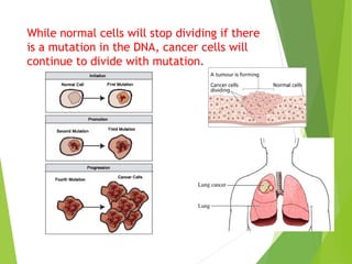 While normal cells will stop dividing if there 
is a mutation in the DNA, cancer cells will 
continue to divide with mutation. 
 