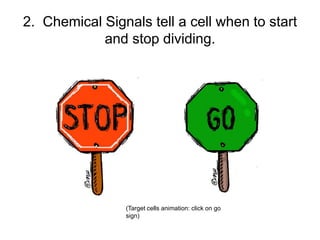 The Cell Cycle and Cancer.ppt