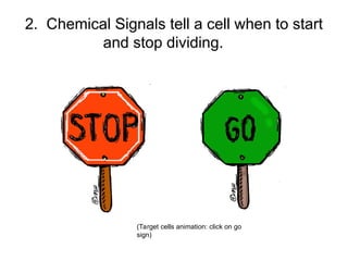 Role of The Cell Cycle and modulation in Cancer.ppt