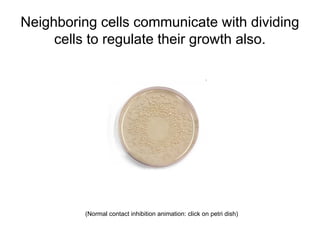 Role of The Cell Cycle and modulation in Cancer.ppt