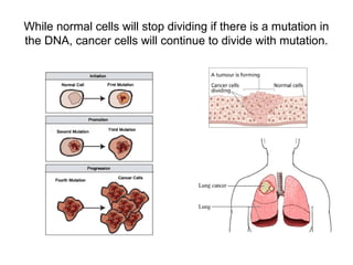 Role of The Cell Cycle and modulation in Cancer.ppt