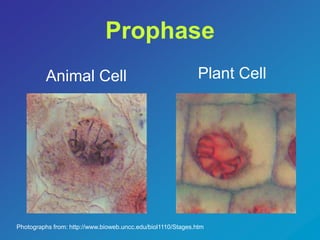 Prophase 
Animal Cell Plant Cell 
Photographs from: http://www.bioweb.uncc.edu/biol1110/Stages.htm 
 