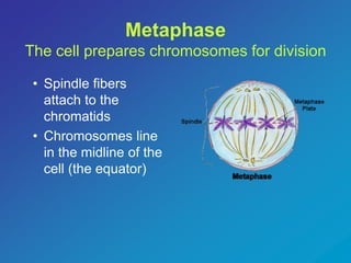 Metaphase 
The cell prepares chromosomes for division 
• Spindle fibers 
attach to the 
chromatids 
• Chromosomes line 
in the midline of the 
cell (the equator) 
 