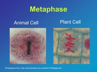 Metaphase 
Animal Cell Plant Cell 
Photographs from: http://www.bioweb.uncc.edu/biol1110/Stages.htm 
 
