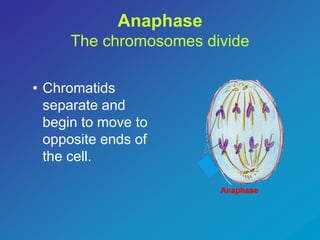 Anaphase 
The chromosomes divide 
• Chromatids 
separate and 
begin to move to 
opposite ends of 
the cell. 
 