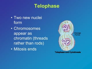 Telophase 
• Two new nuclei 
form 
• Chromosomes 
appear as 
chromatin (threads 
rather than rods) 
• Mitosis ends 
 