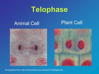 Telophase 
Animal Cell Plant Cell 
Photographs from: http://www.bioweb.uncc.edu/biol1110/Stages.htm 
 