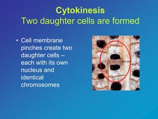 Cytokinesis 
Two daughter cells are formed 
• Cell membrane 
pinches create two 
daughter cells – 
each with its own 
nucleus and 
identical 
chromosomes 
 