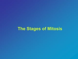 The Stages of Mitosis 
 