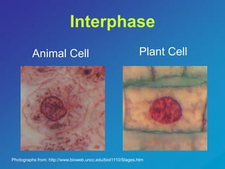 Interphase 
Animal Cell Plant Cell 
Photographs from: http://www.bioweb.uncc.edu/biol1110/Stages.htm 
 