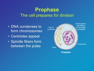 Prophase 
The cell prepares for division 
• DNA condenses to 
form chromosomes 
• Centrioles appear 
• Spindle fibers form 
between the poles 
 
