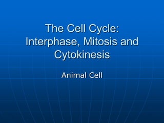 The Cell Cycle: Interphase, Mitosis and Cytokinesis Animal Cell 
