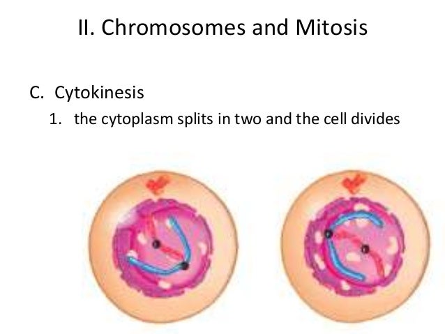 Mitosis and meiosis essay