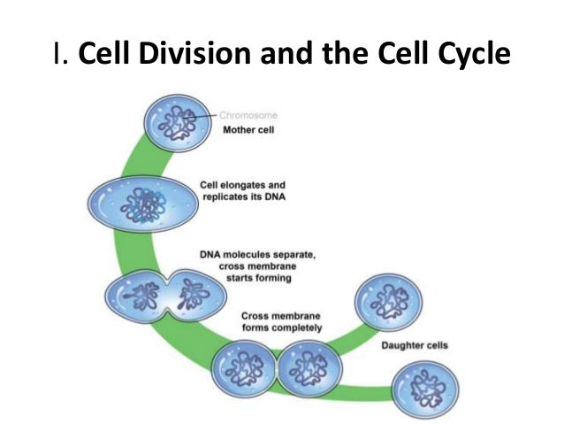 The cell cycle, mitosis, and meiosis unit 1