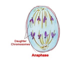 Comprehensive Overview of the Cell Cycle and Mitosis Process | PPTX