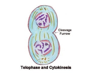 Comprehensive Overview of the Cell Cycle and Mitosis Process | PPTX