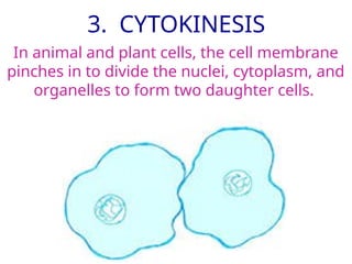 Comprehensive Overview of the Cell Cycle and Mitosis Process | PPTX