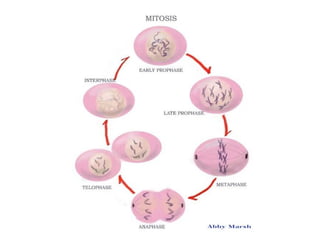 Comprehensive Overview of the Cell Cycle and Mitosis Process | PPTX