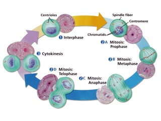 Comprehensive Overview of the Cell Cycle and Mitosis Process | PPTX