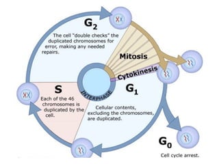 Comprehensive Overview of the Cell Cycle and Mitosis Process | PPTX