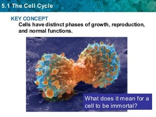 5.1 The Cell Cycle
KEY CONCEPT
Cells have distinct phases of growth, reproduction,
and normal functions.
What does it mean for a
cell to be immortal?
 