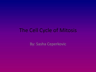 The Cell Cycle of Mitosis By: Sasha Ceperkovic  