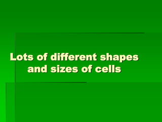 Lots of different shapes
   and sizes of cells
 