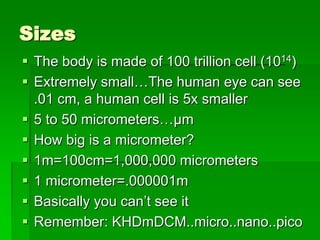 Sizes
 The body is made of 100 trillion cell (1014)
 Extremely small…The human eye can see
  .01 cm, a human cell is 5x smaller
 5 to 50 micrometers…µm
 How big is a micrometer?
 1m=100cm=1,000,000 micrometers
 1 micrometer=.000001m
 Basically you can’t see it
 Remember: KHDmDCM..micro..nano..pico
 