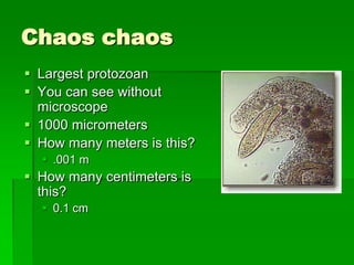 Chaos chaos
 Largest protozoan
 You can see without
  microscope
 1000 micrometers
 How many meters is this?
   .001 m
 How many centimeters is
  this?
   0.1 cm
 