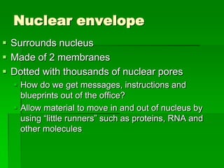 Nuclear envelope
 Surrounds nucleus
 Made of 2 membranes
 Dotted with thousands of nuclear pores
   How do we get messages, instructions and
    blueprints out of the office?
   Allow material to move in and out of nucleus by
    using “little runners” such as proteins, RNA and
    other molecules
 