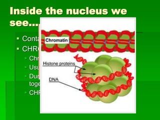 Inside the nucleus we
see…
  Contain a granular material called…
  CHROMATIN
    Chromatin= DNA + protein
    Usually spread out in nucleus
    During cell division, chromatin clumps
     together or condenses…we call this….
    CHROMOSOMES
 