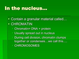 In the nucleus…

  Contain a granular material called…
  CHROMATIN
    Chromatin= DNA + protein
    Usually spread out in nucleus
    During cell division, chromatin clumps
     together or condenses…we call this….
    CHROMOSOMES
 