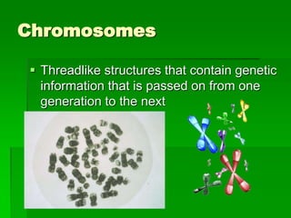 Chromosomes

 Threadlike structures that contain genetic
  information that is passed on from one
  generation to the next
 