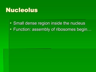 Nucleolus

  Small dense region inside the nucleus
  Function: assembly of ribosomes begin…
 