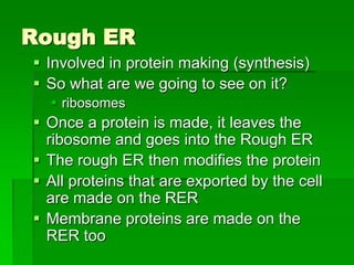 Rough ER
 Involved in protein making (synthesis)
 So what are we going to see on it?
   ribosomes
 Once a protein is made, it leaves the
  ribosome and goes into the Rough ER
 The rough ER then modifies the protein
 All proteins that are exported by the cell
  are made on the RER
 Membrane proteins are made on the
  RER too
 