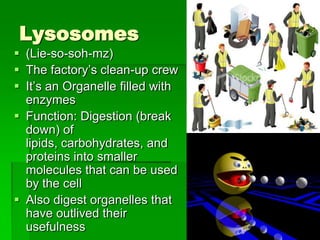 Lysosomes
 (Lie-so-soh-mz)
 The factory’s clean-up crew
 It’s an Organelle filled with
  enzymes
 Function: Digestion (break
  down) of
  lipids, carbohydrates, and
  proteins into smaller
  molecules that can be used
  by the cell
 Also digest organelles that
  have outlived their
  usefulness
 