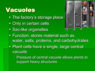 Vacuoles
 The factory’s storage place
 Only in certain cells
 Sac-like organelles
 Function: stores material such as
  water, salts, proteins, and carbohydrates
 Plant cells have a single, large central
  vacuole
     Pressure of central vacuole allows plants to
      support heavy structures
 