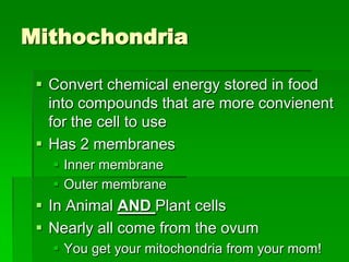 Mithochondria

  Convert chemical energy stored in food
   into compounds that are more convienent
   for the cell to use
  Has 2 membranes
    Inner membrane
    Outer membrane
  In Animal AND Plant cells
  Nearly all come from the ovum
    You get your mitochondria from your mom!
 