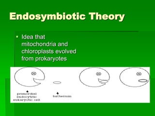 Endosymbiotic Theory

  Idea that
   mitochondria and
   chloroplasts evolved
   from prokaryotes
 