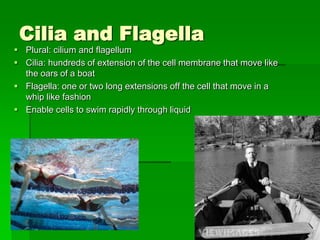 Cilia and Flagella
 Plural: cilium and flagellum
 Cilia: hundreds of extension of the cell membrane that move like
  the oars of a boat
 Flagella: one or two long extensions off the cell that move in a
  whip like fashion
 Enable cells to swim rapidly through liquid
 