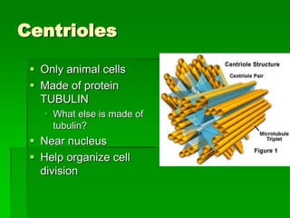 Centrioles

  Only animal cells
  Made of protein
   TUBULIN
    What else is made of
     tubulin?
  Near nucleus
  Help organize cell
   division
 